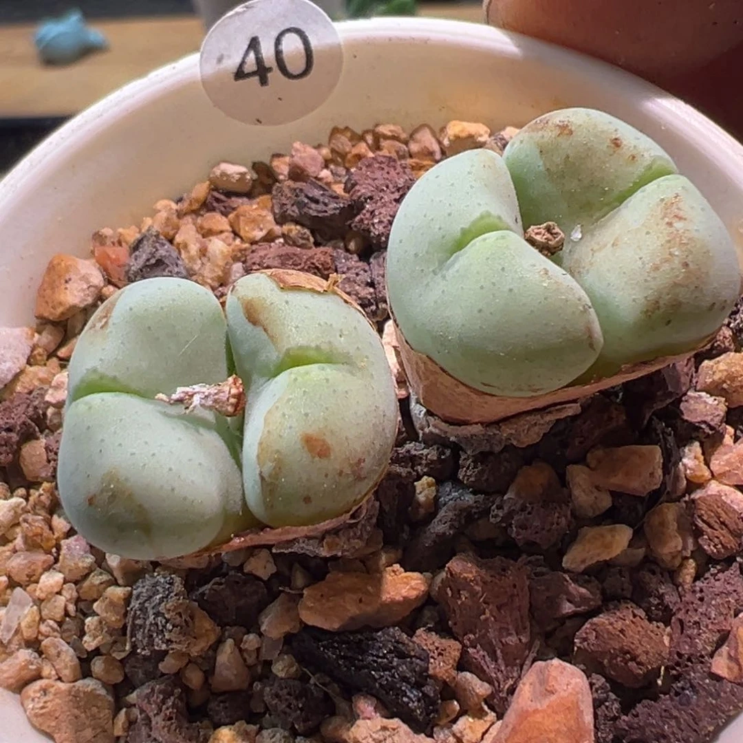 多肉植物111111111111