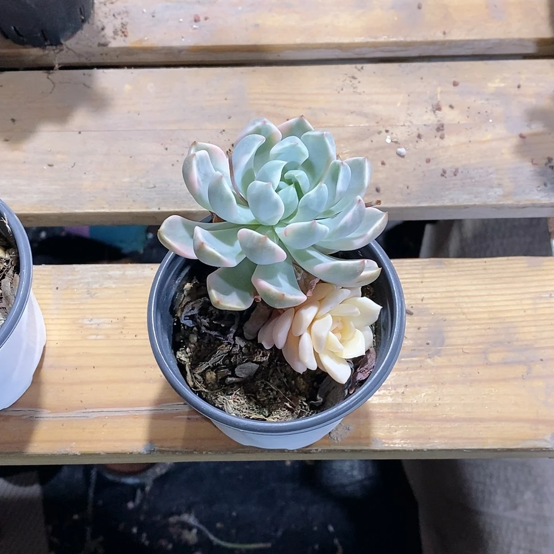 多肉植物老桩多肉植物