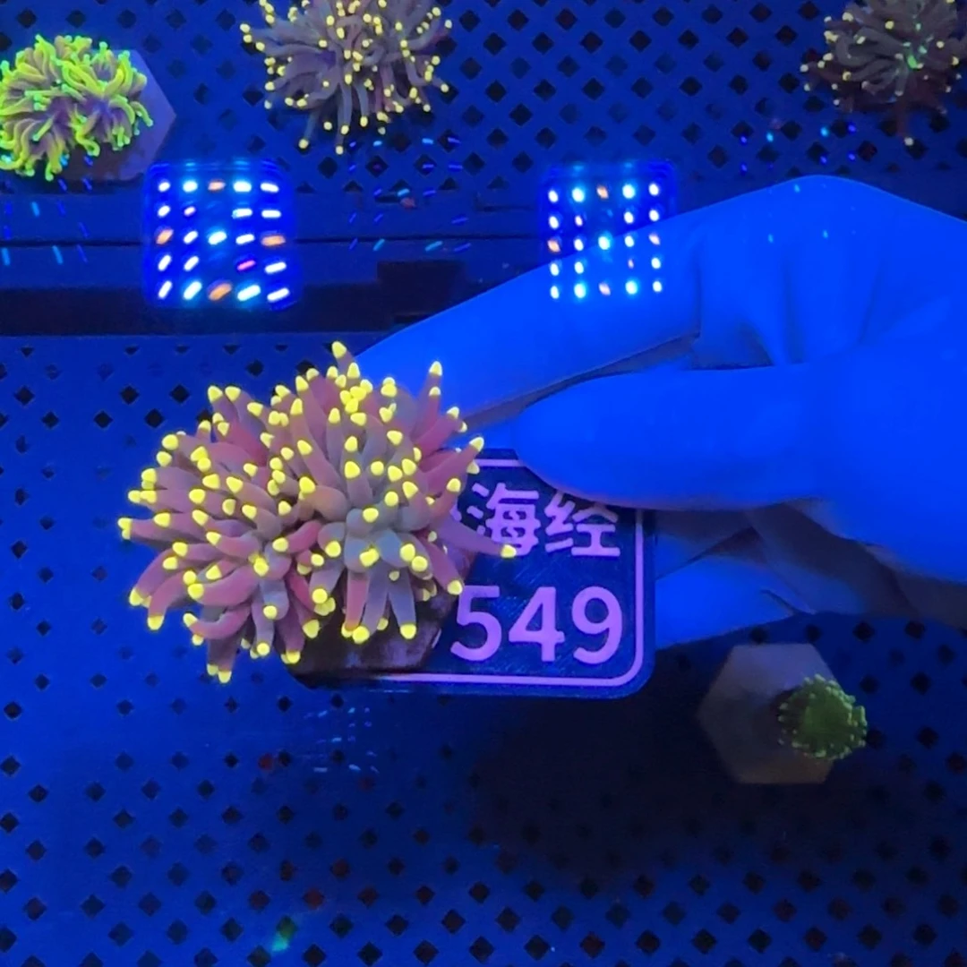 熊***纽扣珊瑚又又不包邮印尼黑D549