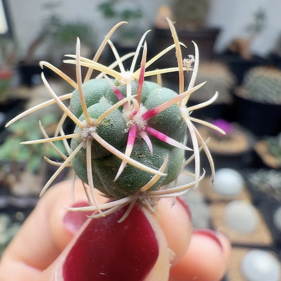 仙***姐82实生高木菲冠龙