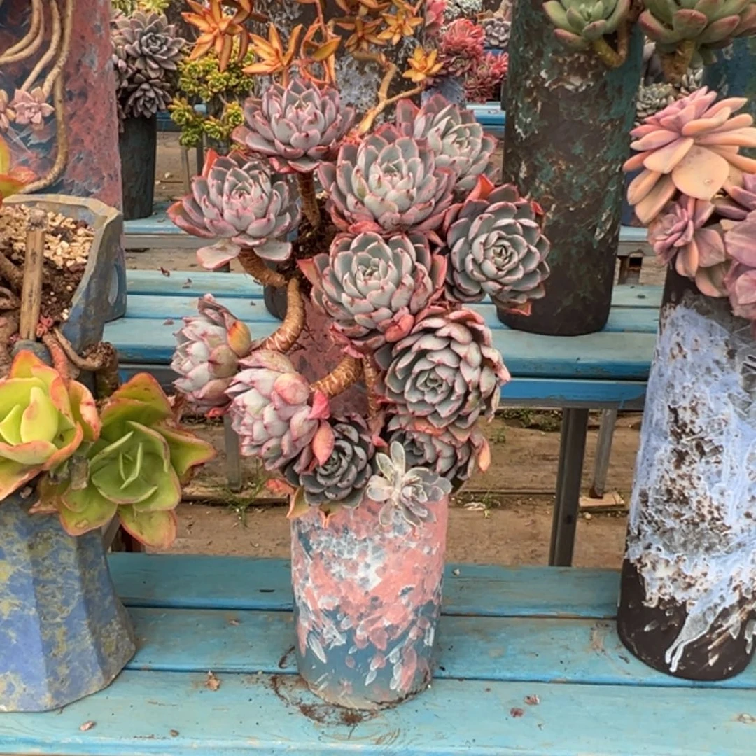 精品赫拉悬崖有砍裸根 不退不换