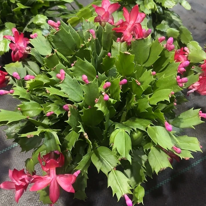 上***水当前无花栽培后可以开花