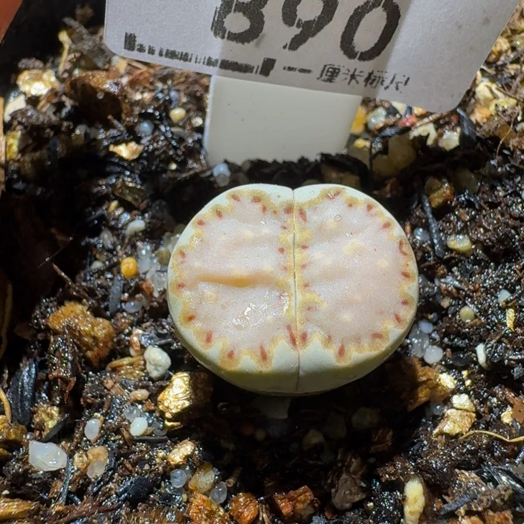 Ssss清仓价便宜了890