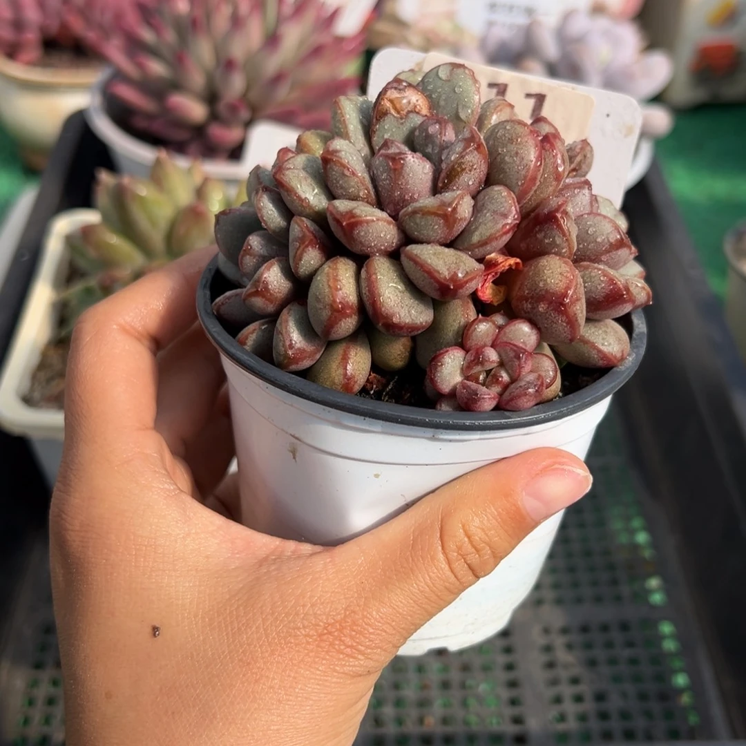 表妹精品多肉植物211.