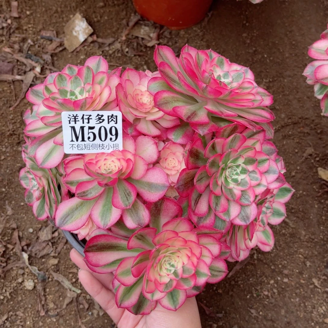 509倾城 冠幅20左右