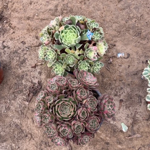 205多肉植物组合,