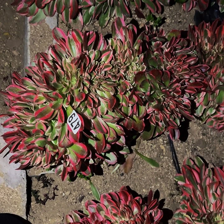 479男神多肉植物