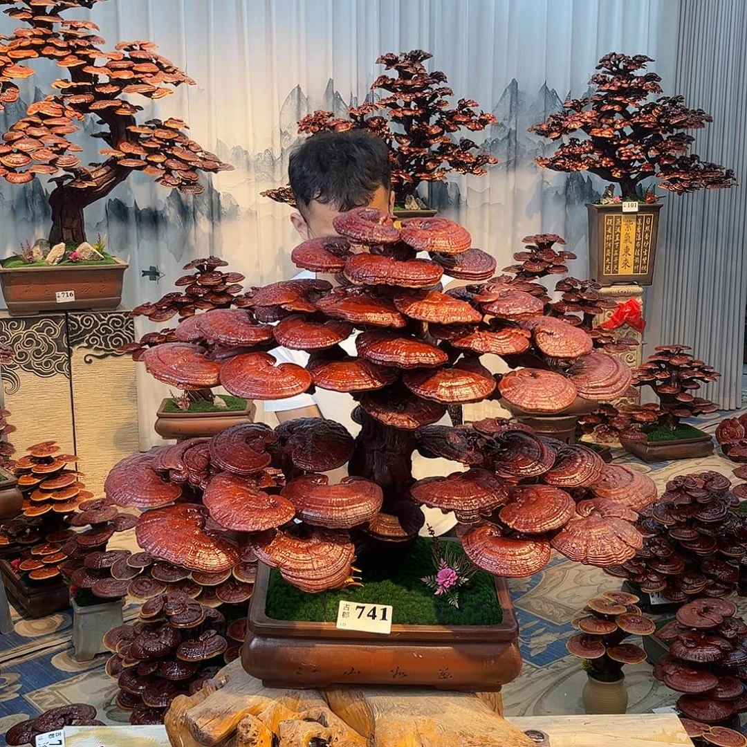 霍***炜无花朵88888888888