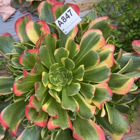 多肉植物特斯拉捧花