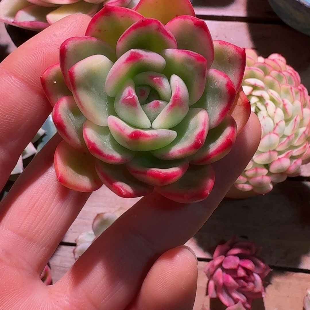 朱碧锦多肉多肉多肉