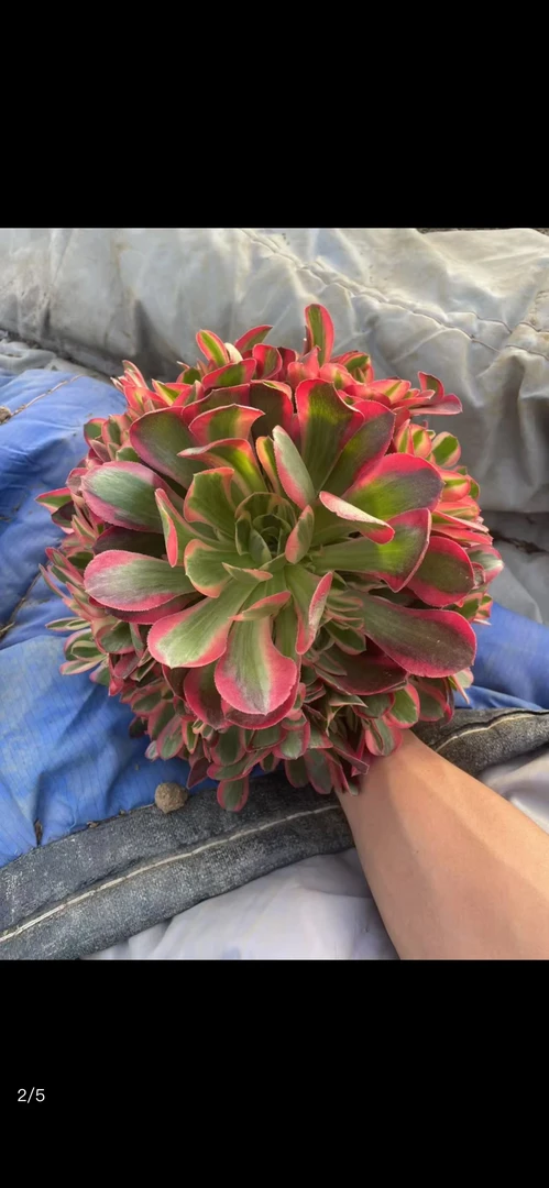 多肉法师系列校长专属福利