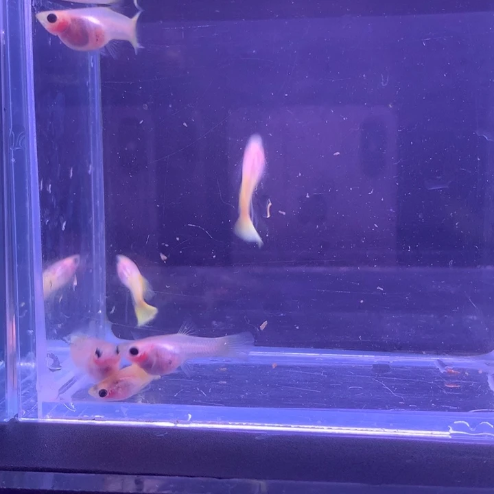 孔雀鱼黄金玻璃猫6条