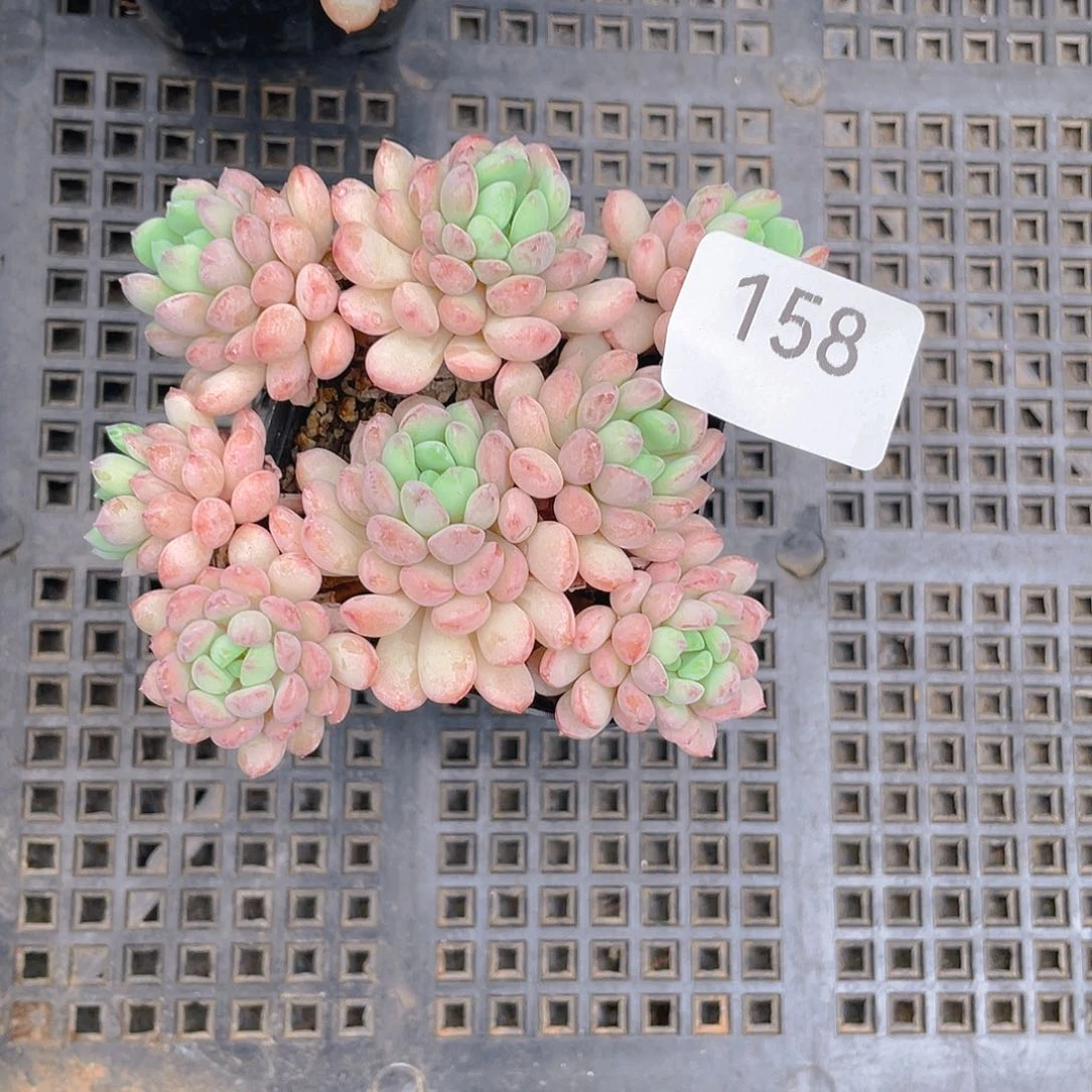 158 小红蛋。 量拍。