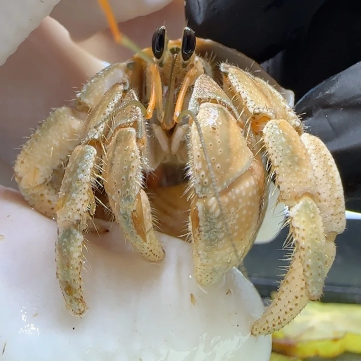 A82黄绿胖 灰白2.1cm口径