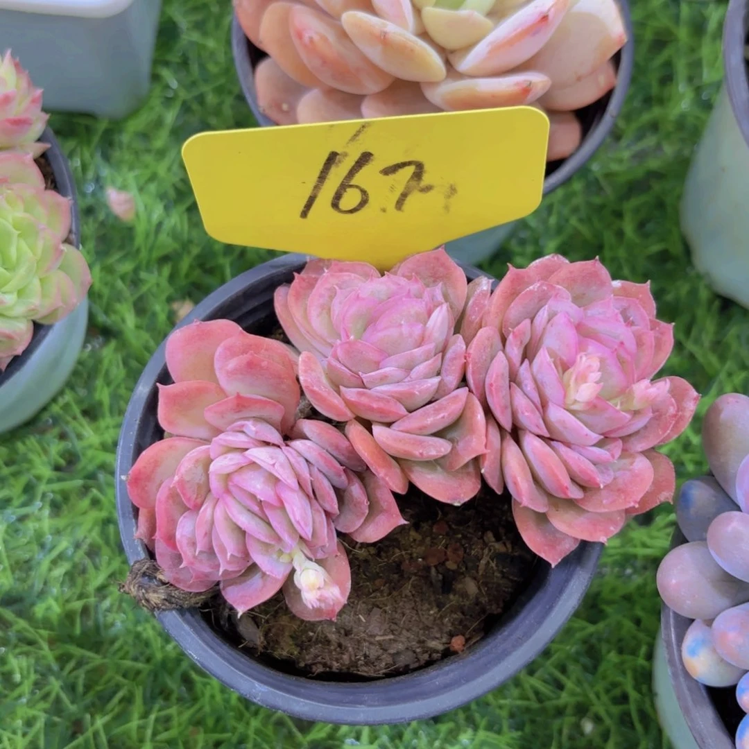 梦*?我的小可爱小可爱们都好