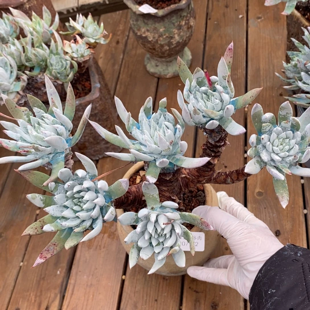 92号苹果叶大群有