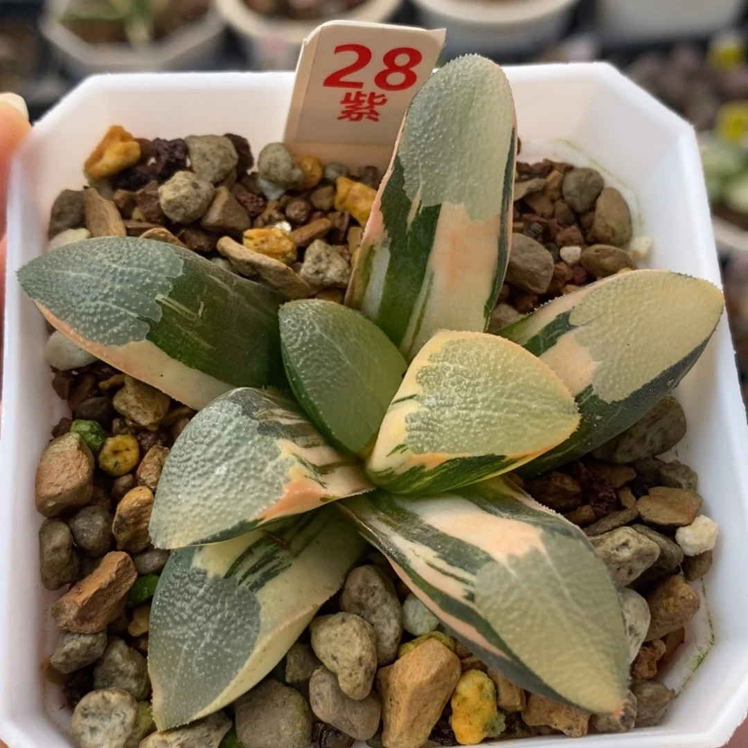 28网纹克锦一物一拍