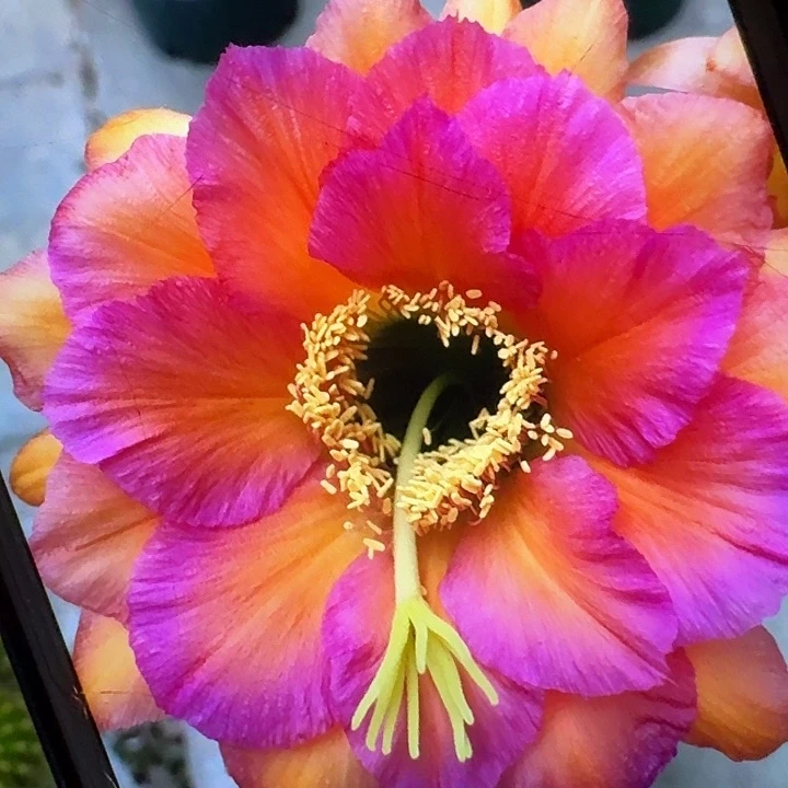 卡奈习侧芽5公分左右毛花柱