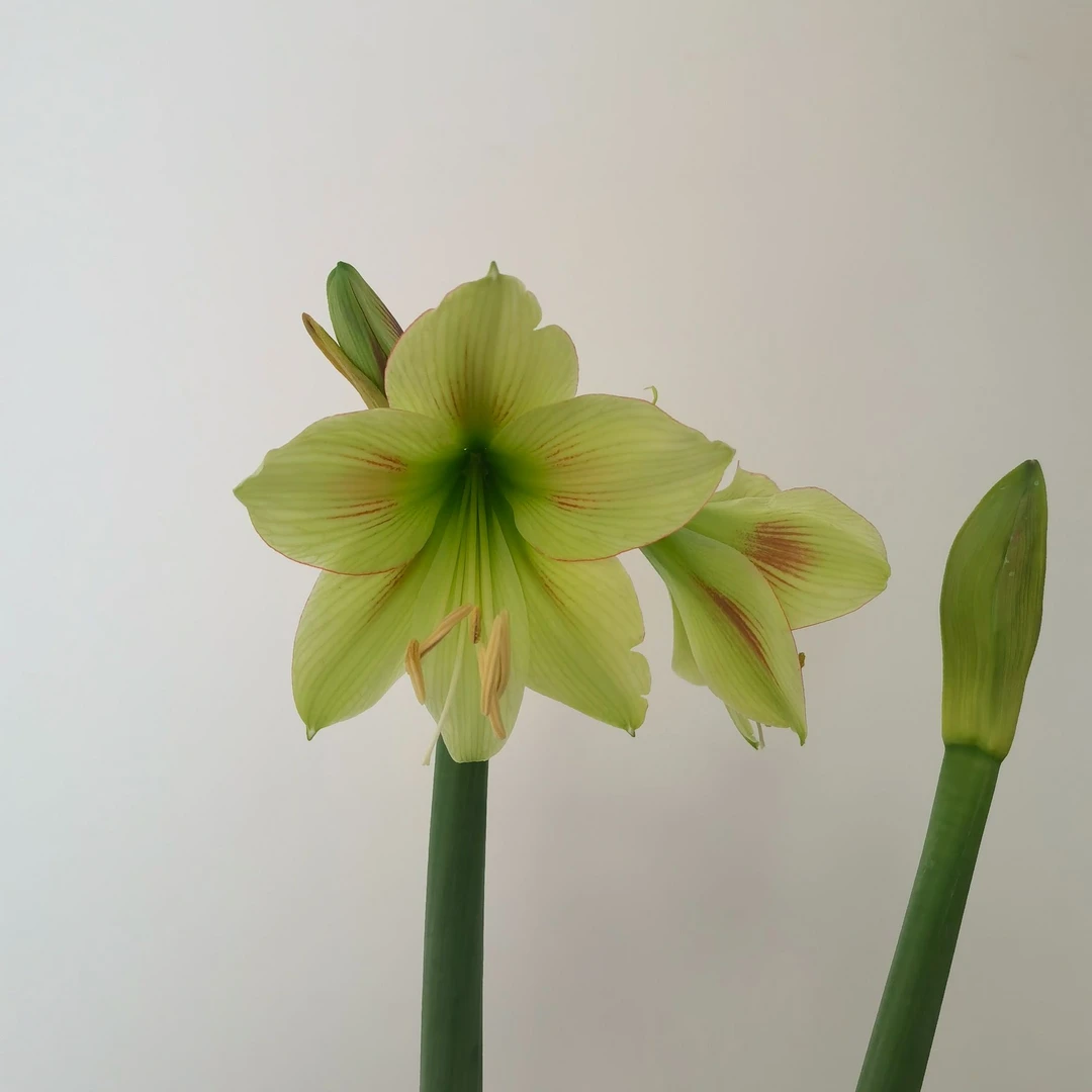 涂鸦（小青龙） 南非朱朱顶红种球裸根