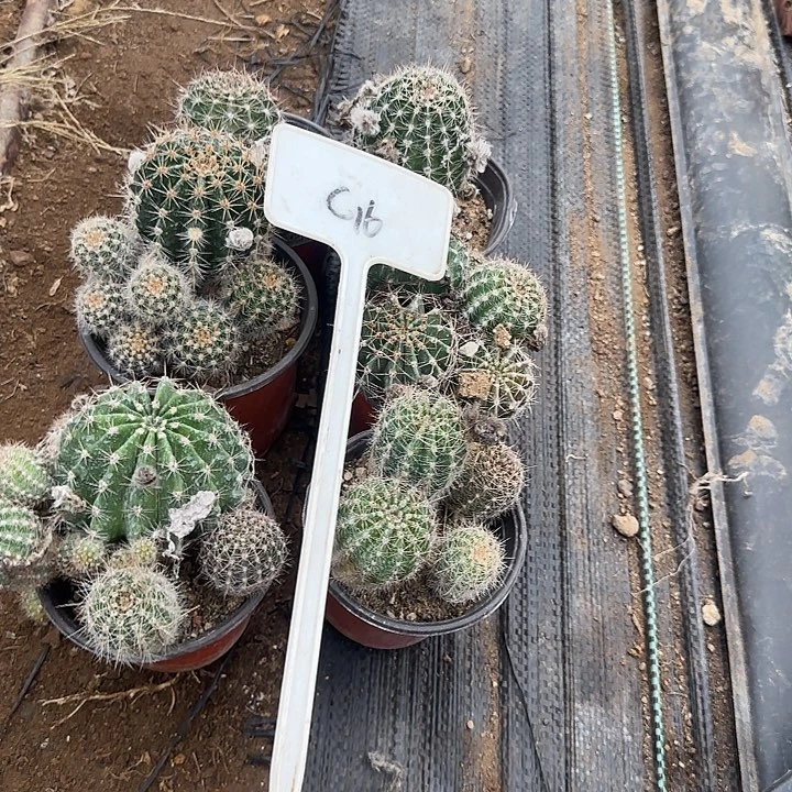北***星C16实生彩草20的毛花柱