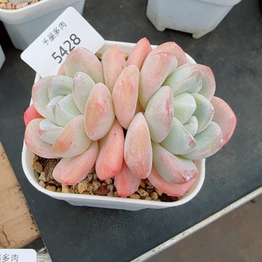 冰玉，5428多肉植物