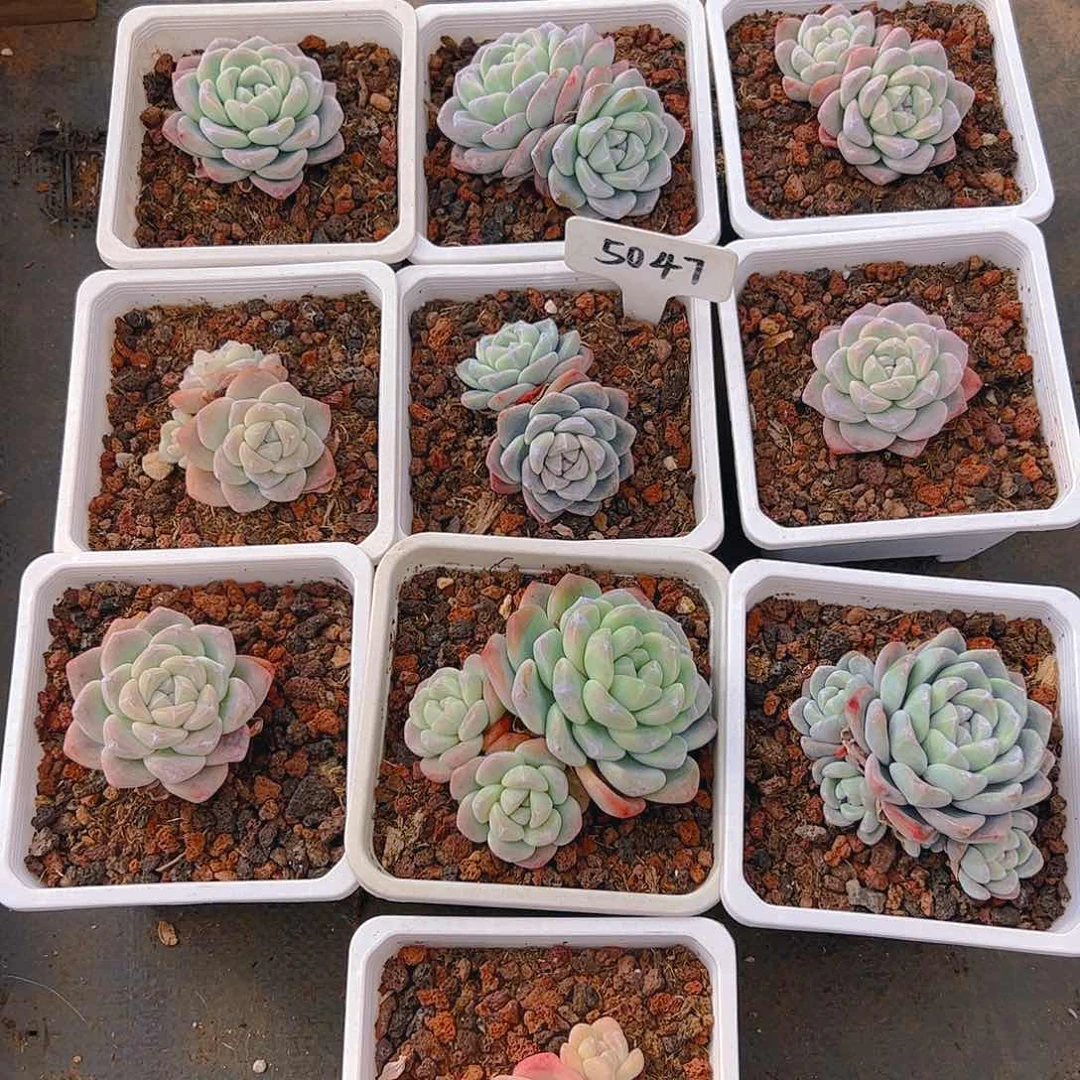 冰玉十颗5047号不包整