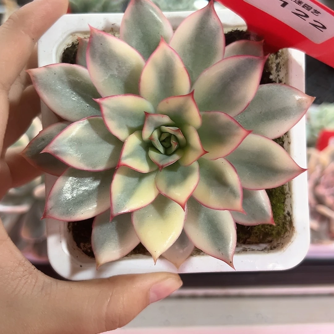 122号月光女神锦多肉植物
