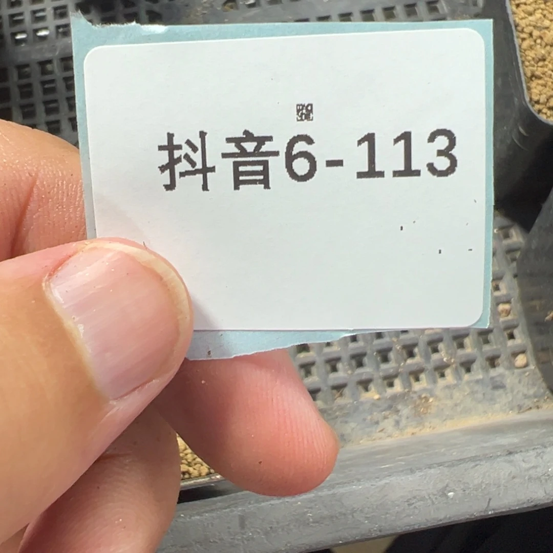 小***了6-113肉锥多肉植物大战