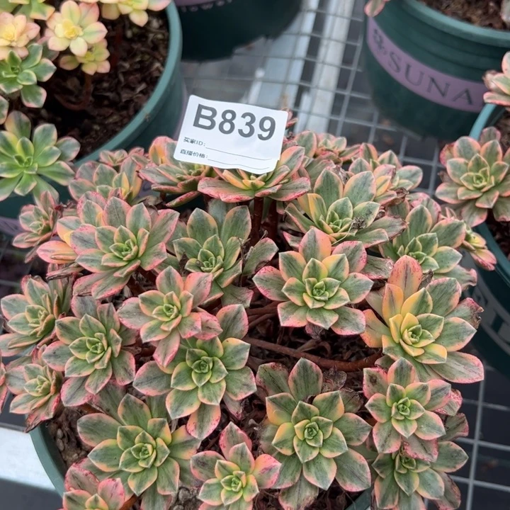 839甜茶20厘米左右