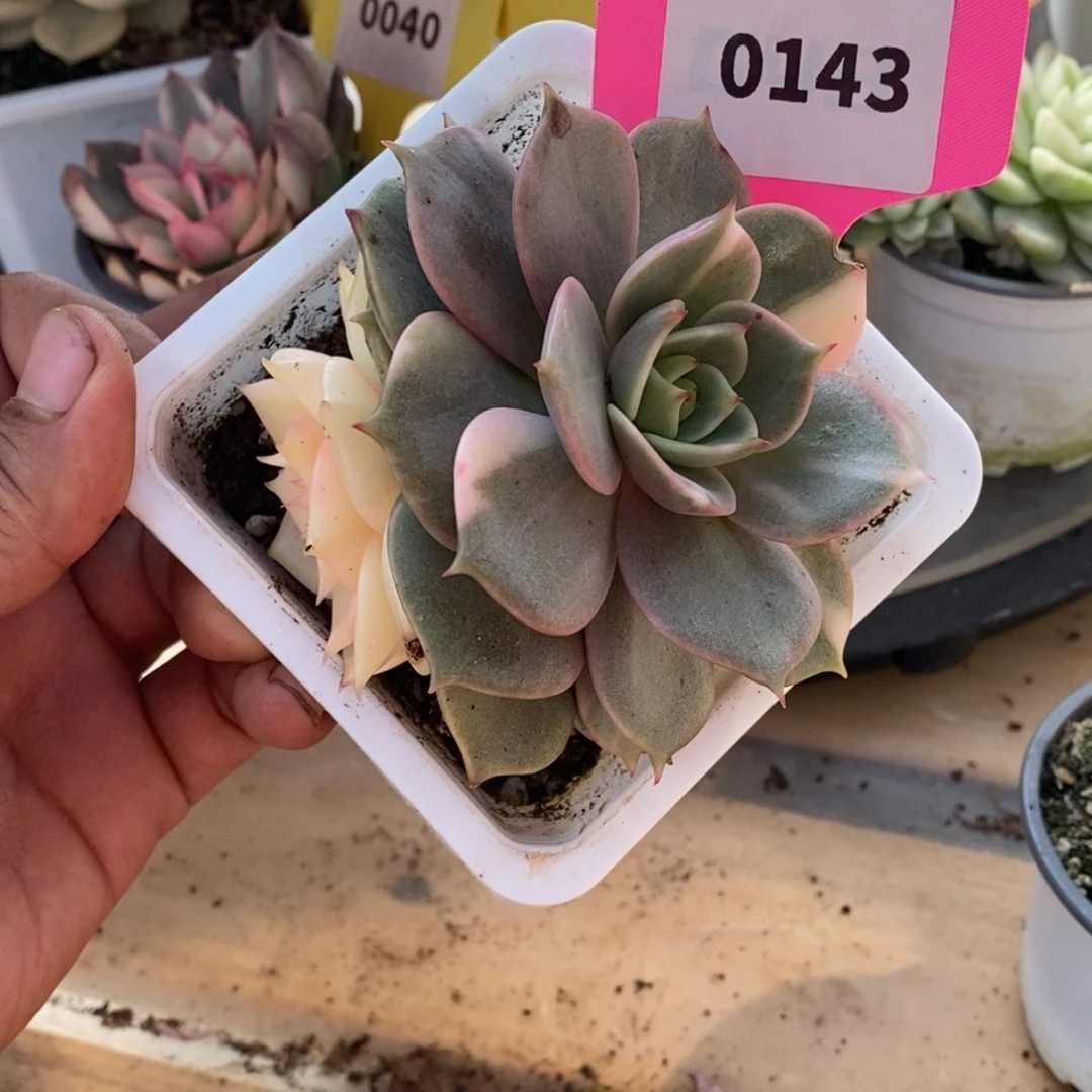 143贝加尔湖哈哈哈