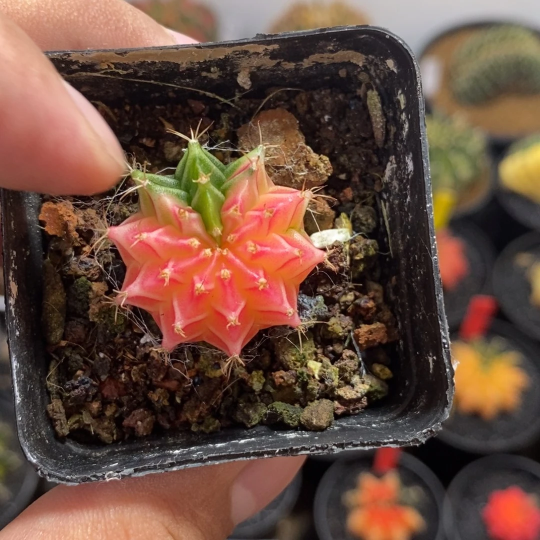小米哈—脱土发货35