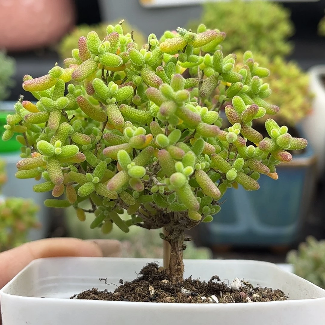 42蜜桔糖球优选枝干番杏