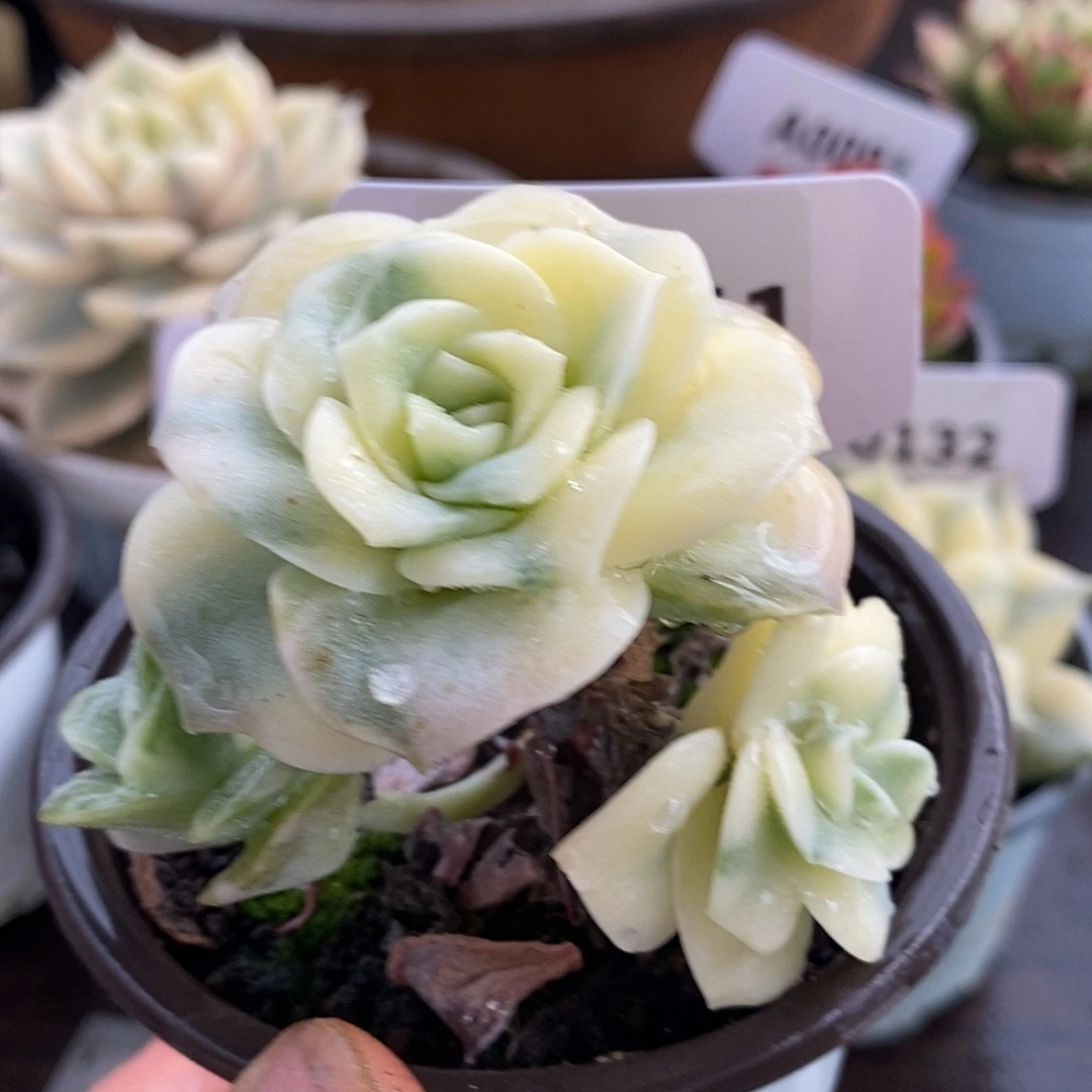 141可爱玫瑰富轮哈哈哈