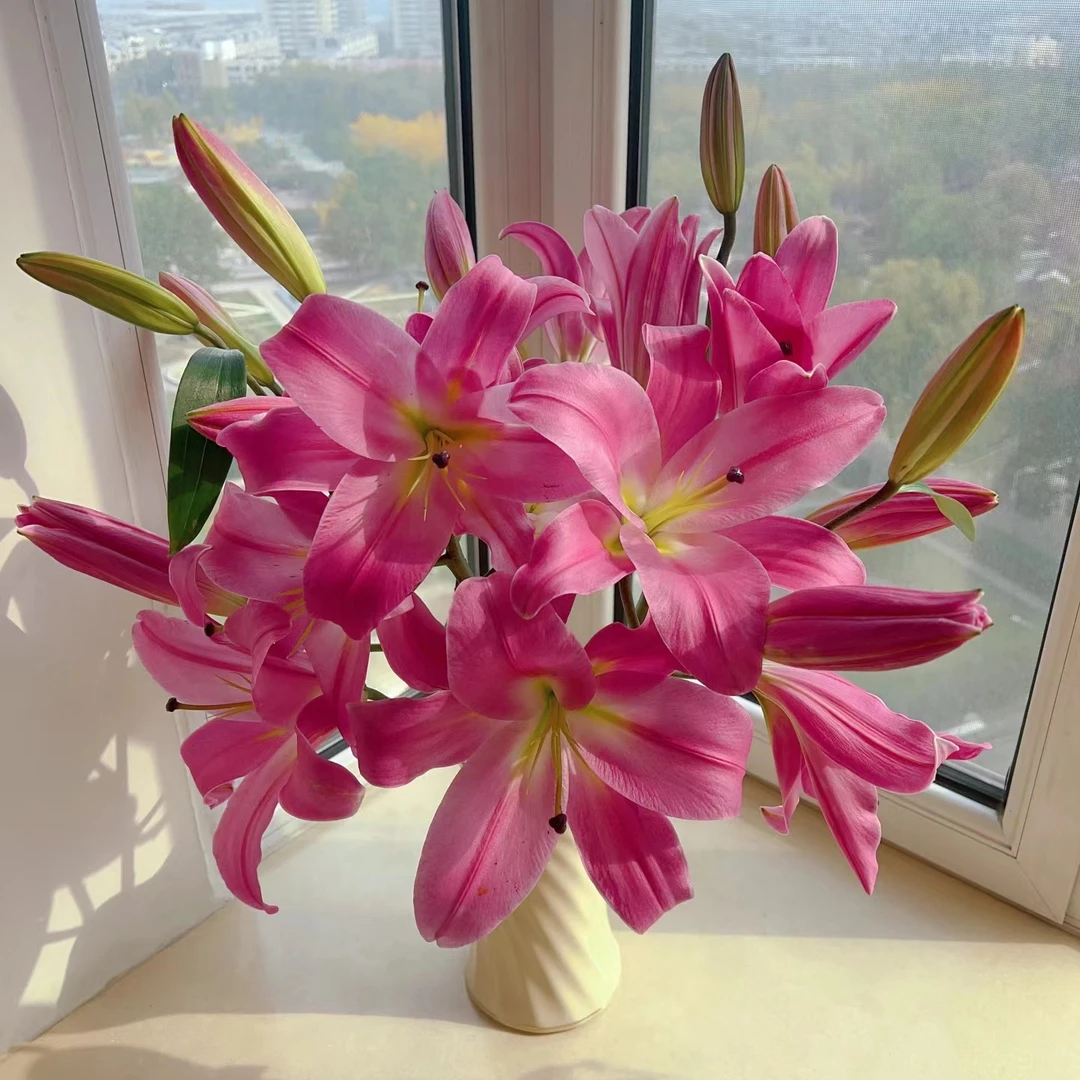 【香羿鲜花】红色欲望百合