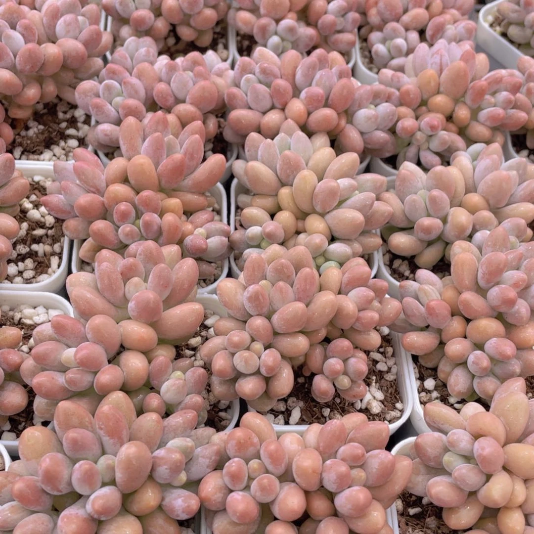 量拍42号 汤圆小群生一个