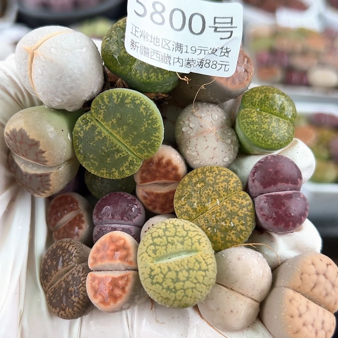 5800 好养易活生石花大母本20个