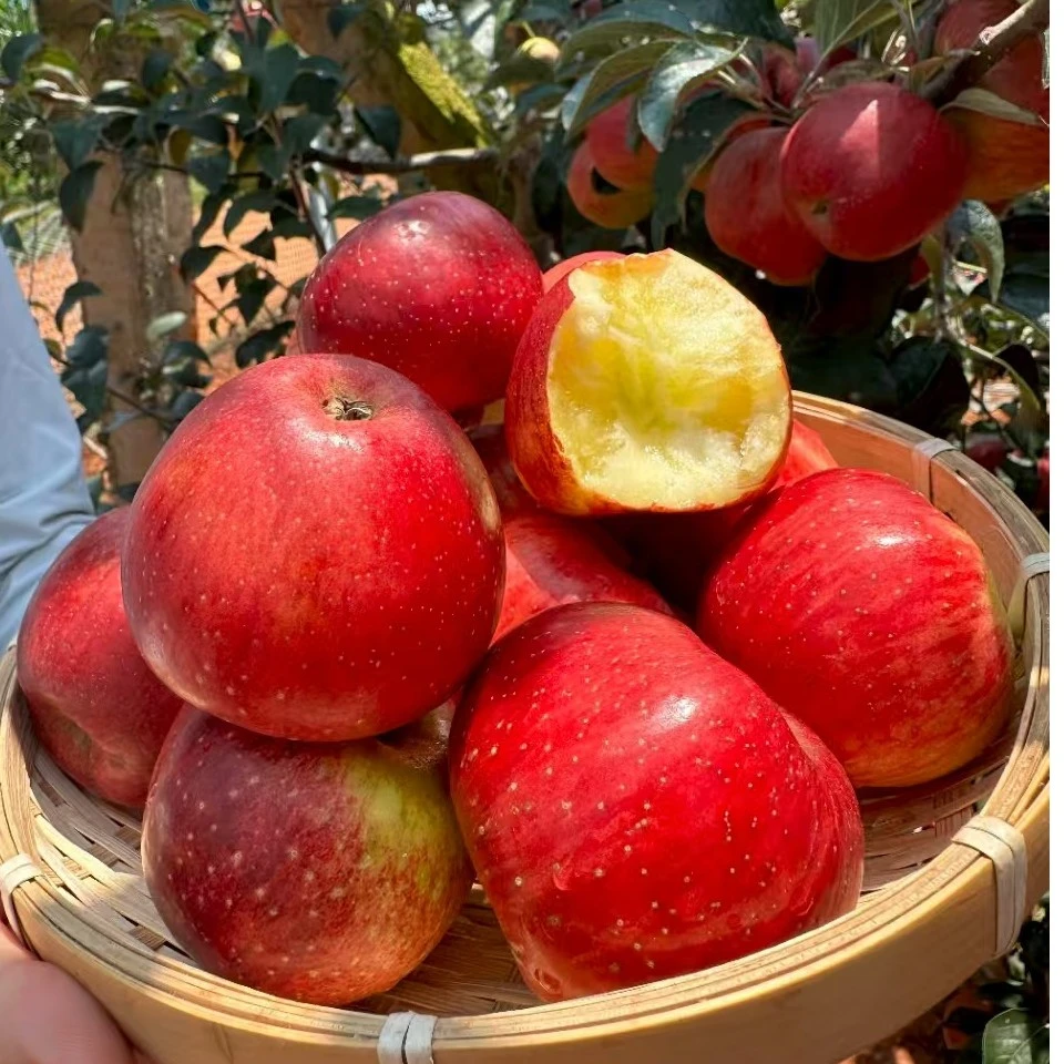 云南昭通苹果丑苹果水果糖心丑苹果正宗新鲜脆甜冰糖心苹果