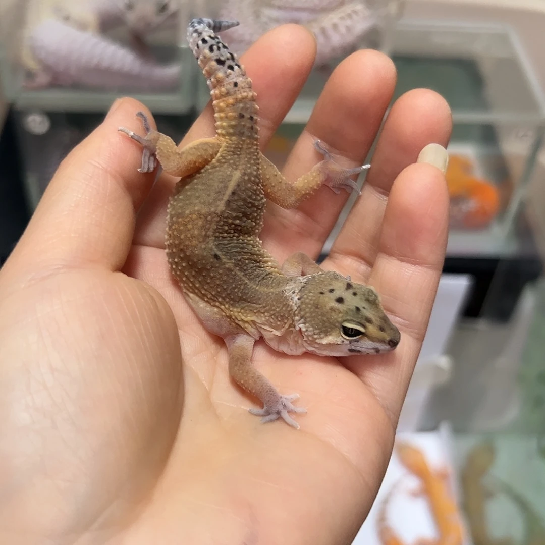 豹纹守宫豹纹守宫