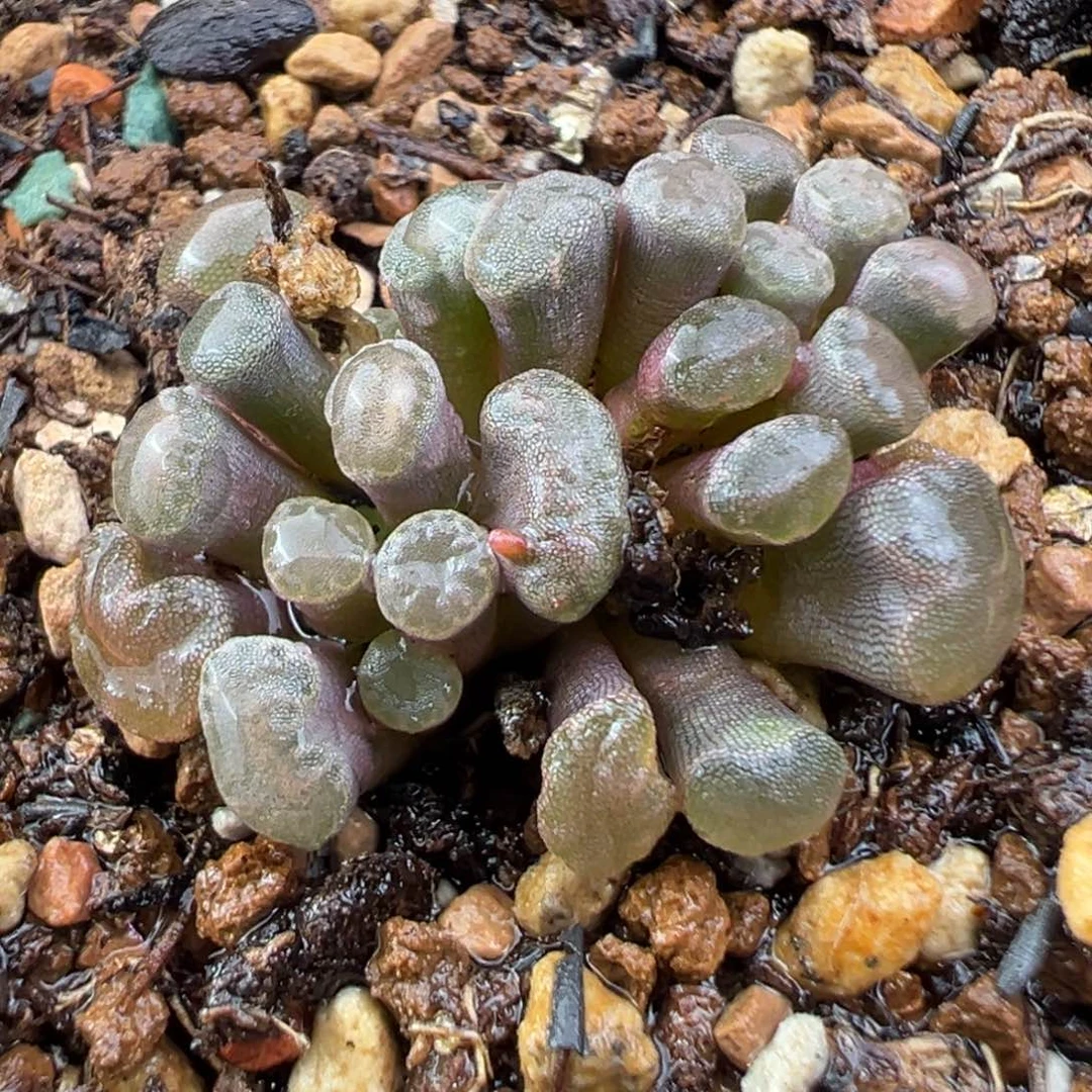 11.22好看的多肉脱土发货088