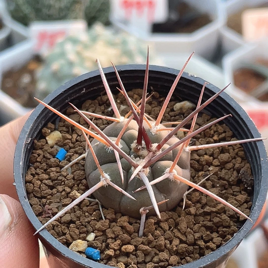 实生超长刺守金摩天龙仙人球