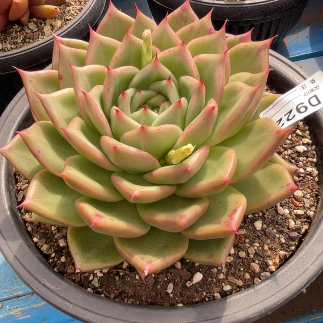 无花朵若如东云单拍D922