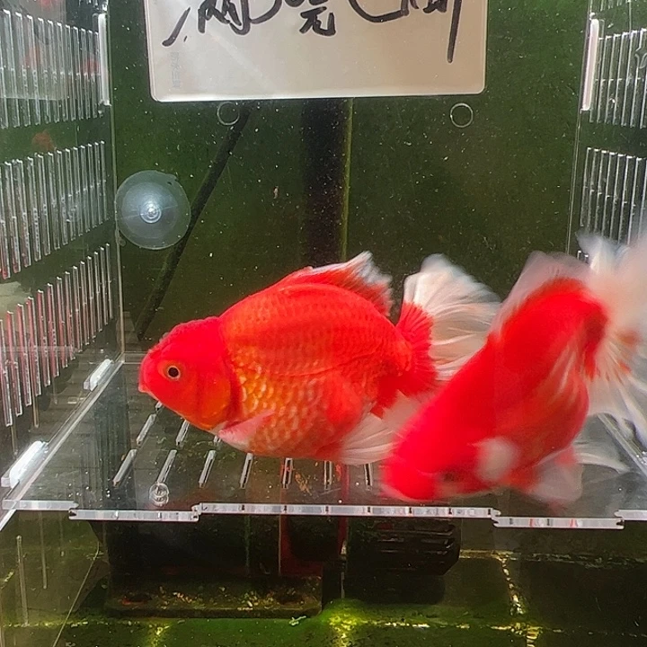 金鱼百褶泰狮压成44