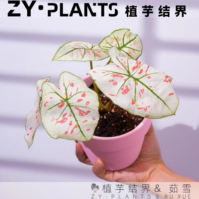 「植芋结界」茹雪彩叶芋育苗盆草莓之心INS风桌面观叶耐热植物盆栽