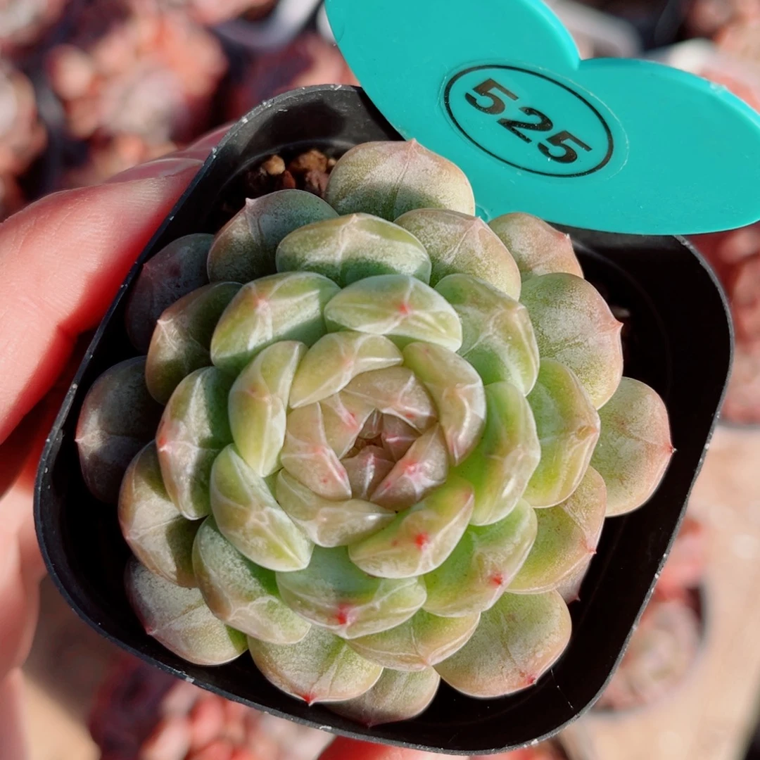 525号小老桩白恋单头