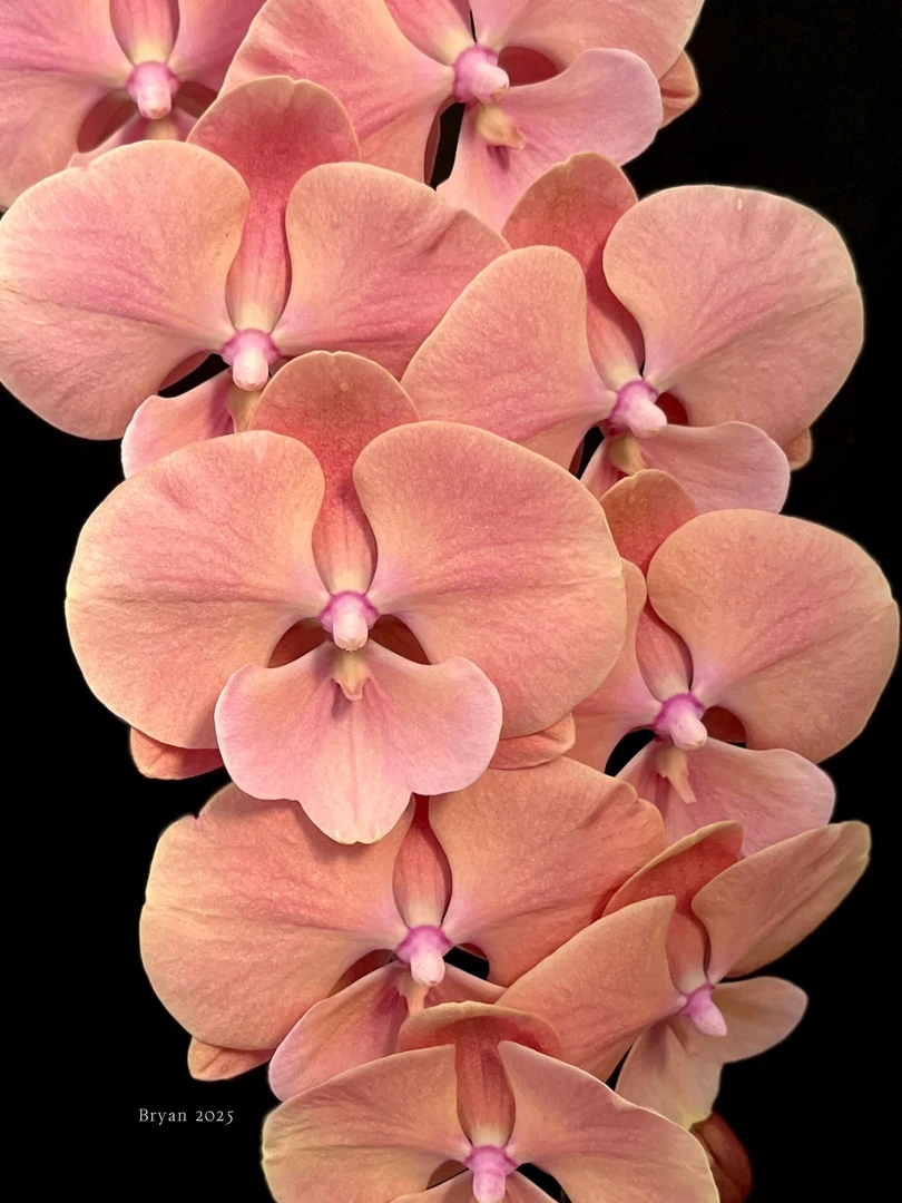 《骏橙》弯弯稀缺品蝴蝶兰桌面阳台盆栽花卉蝶兰花