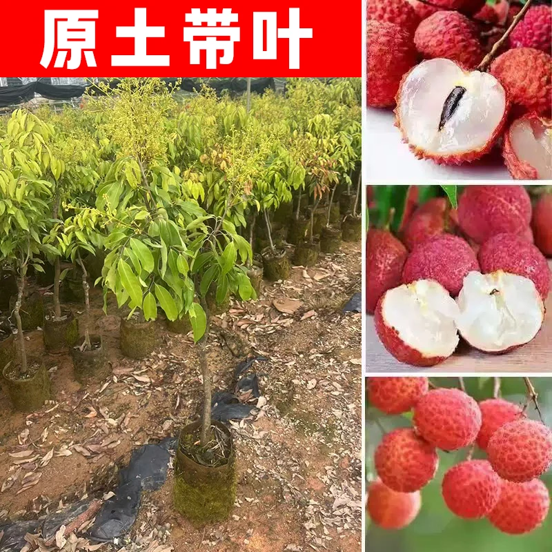 【原土带叶】桂味荔枝树苗冰荔正宗无籽妃子笑果树无核王北方盆栽