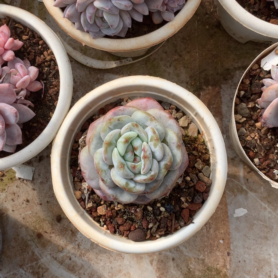 无花朵哈哈哈哈哈哈哈哈13