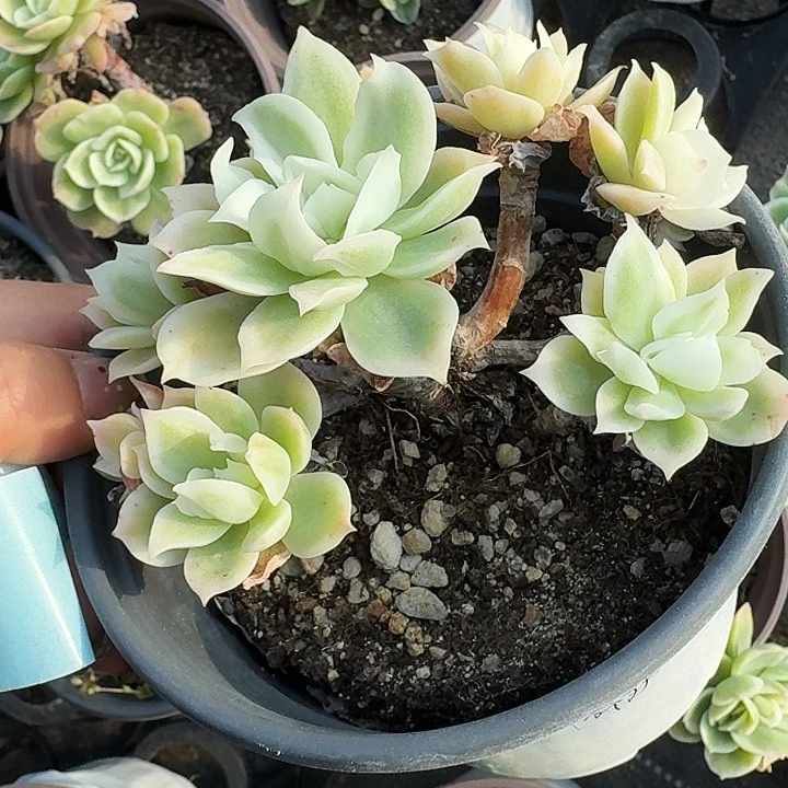 乔*满20包邮多肉植物