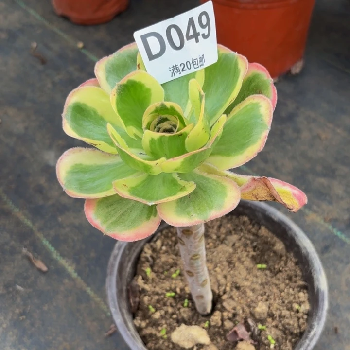 瑞妈多肉植物，049燕姿锦