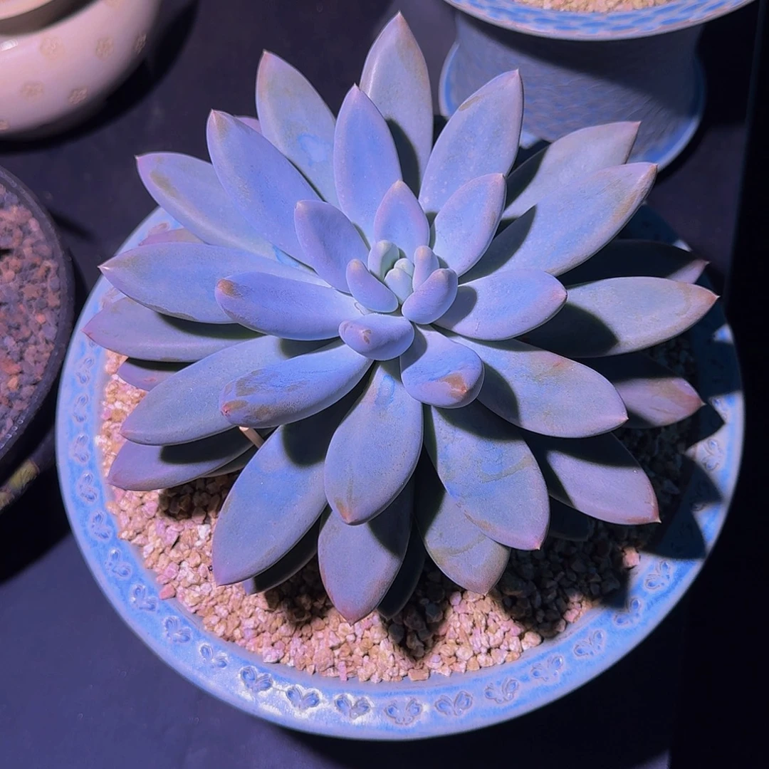 黄胖体 哥特萝莉 单头 23cm